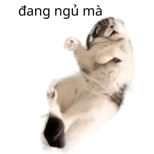 meme mèo đang ngủ