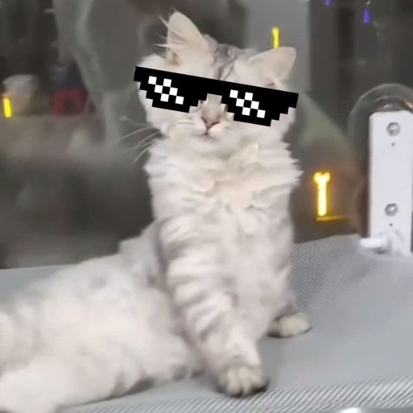 meme mèo đeo kính