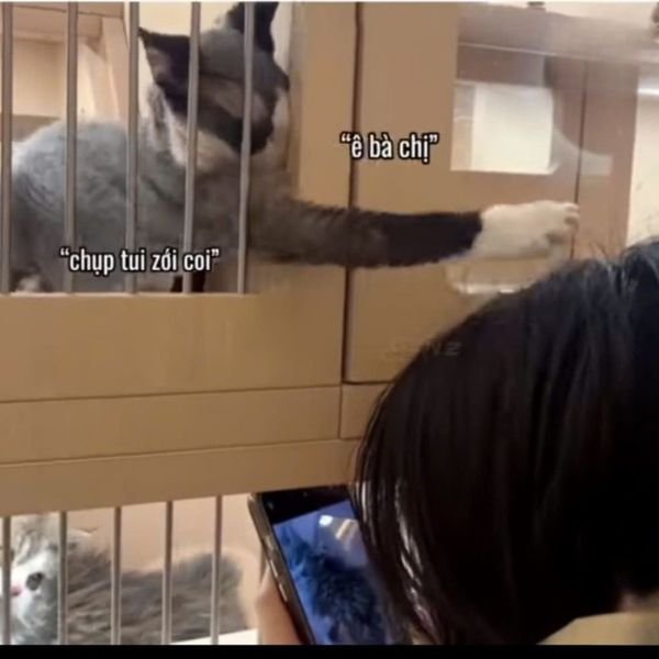 meme mèo đòi hỏi