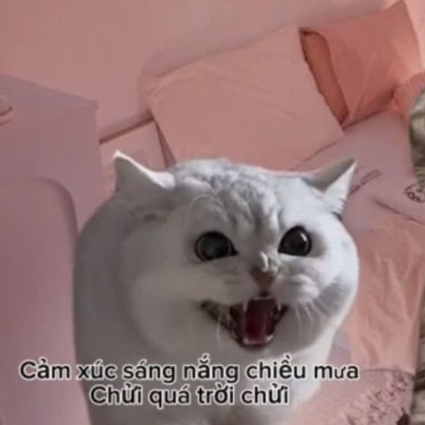 meme mèo gào