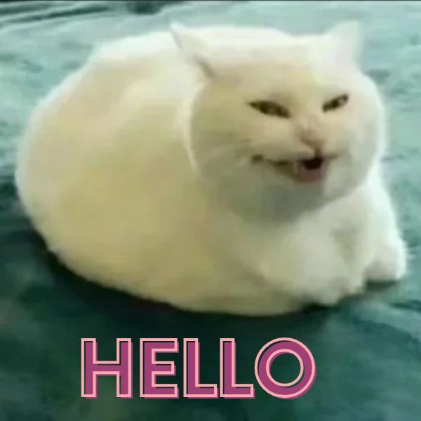 meme mèo hello