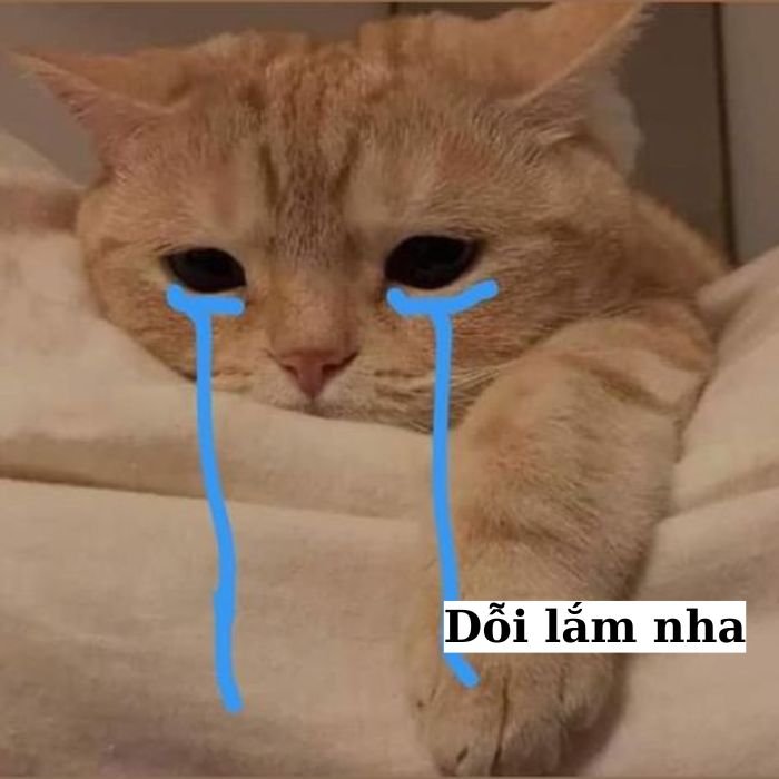 meme mèo khóc cute nhất