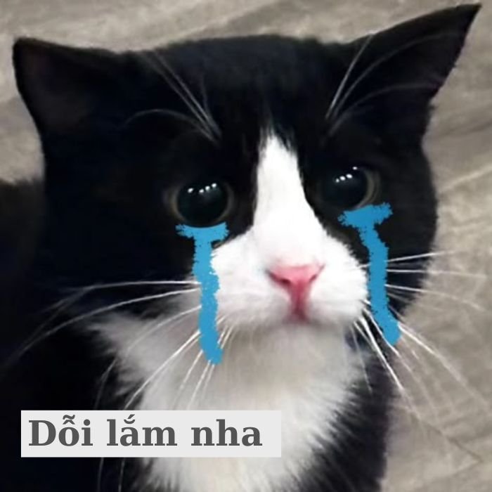 meme mèo khóc cute yêu