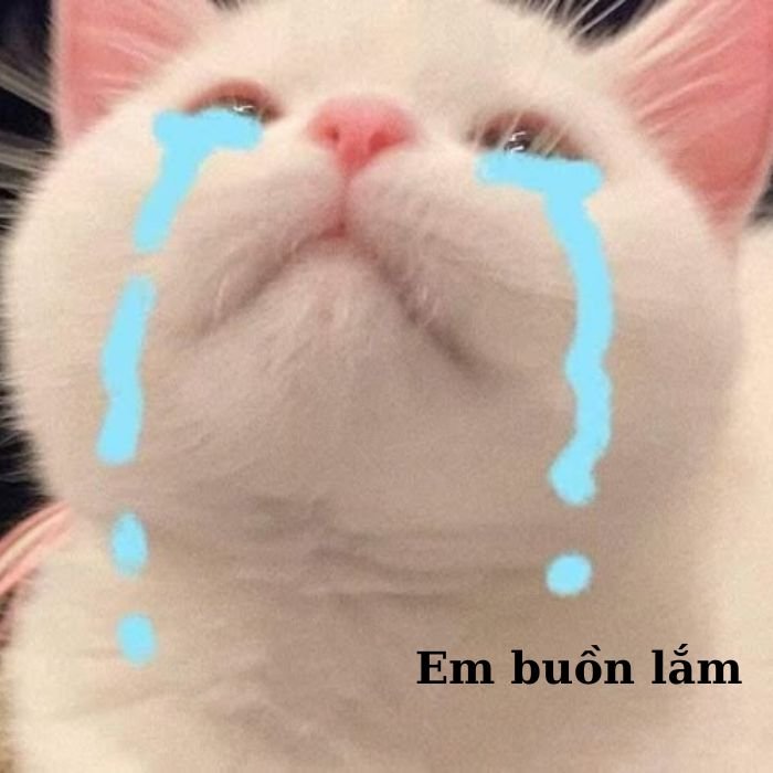 meme mèo khóc cute