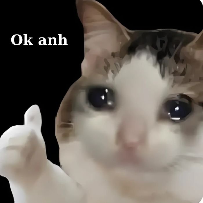 meme mèo khóc đáng yêu nhất