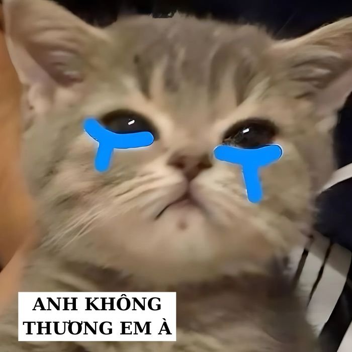 meme mèo khóc đáng yêu xỉu