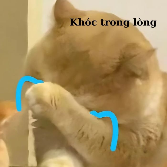 meme mèo khóc đáng yêu