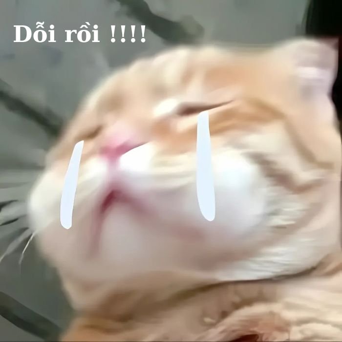 meme mèo khóc đẹp