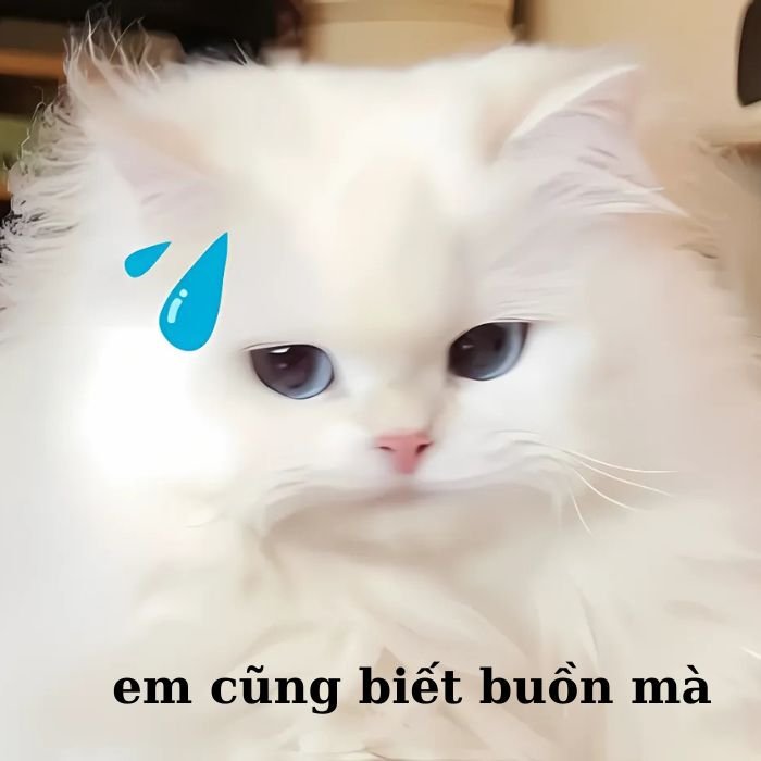 meme mèo khóc hài cute