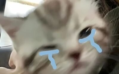 meme mèo khóc hề cute