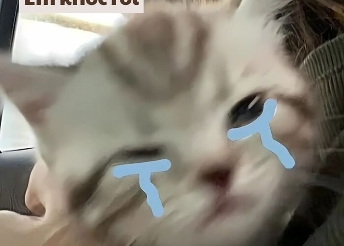 meme mèo khóc hề cute