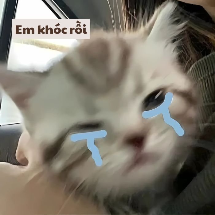 meme mèo khóc hề cute