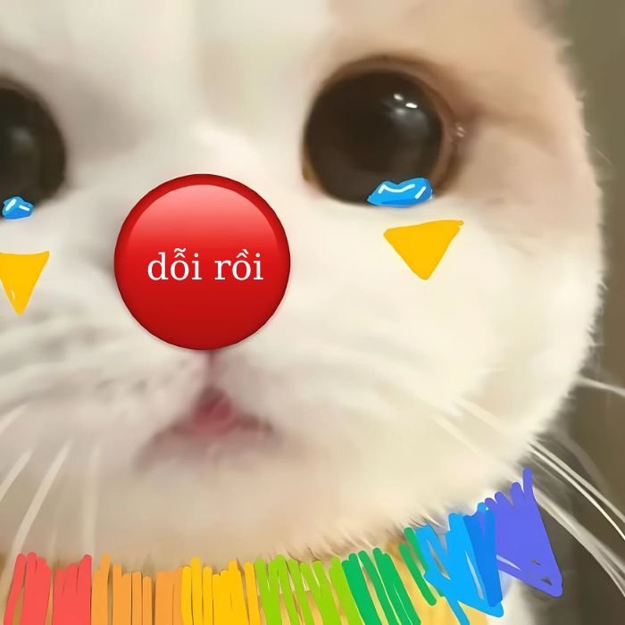 meme mèo khóc hề hước