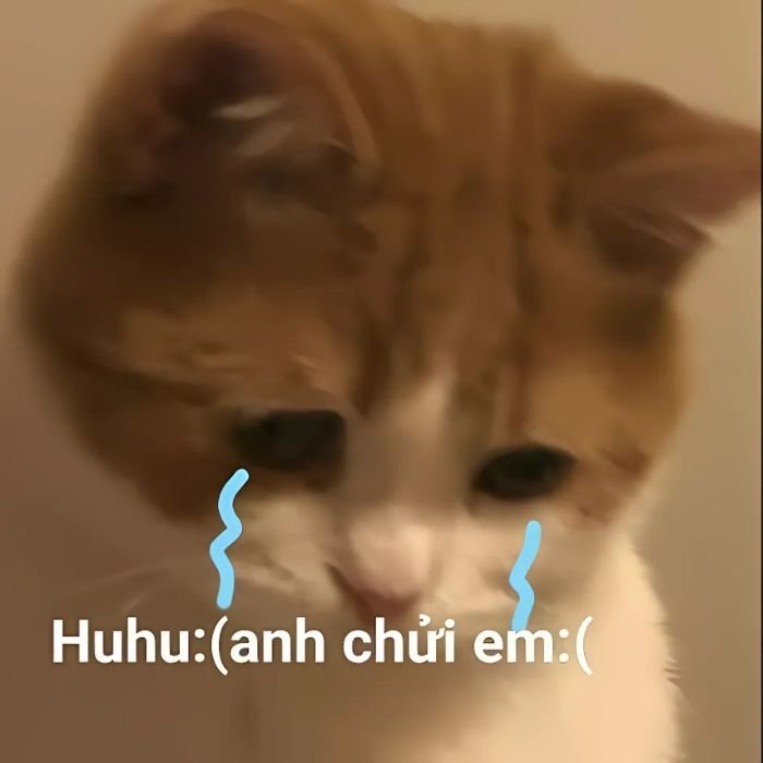 meme mèo khóc siêu đáng yêu