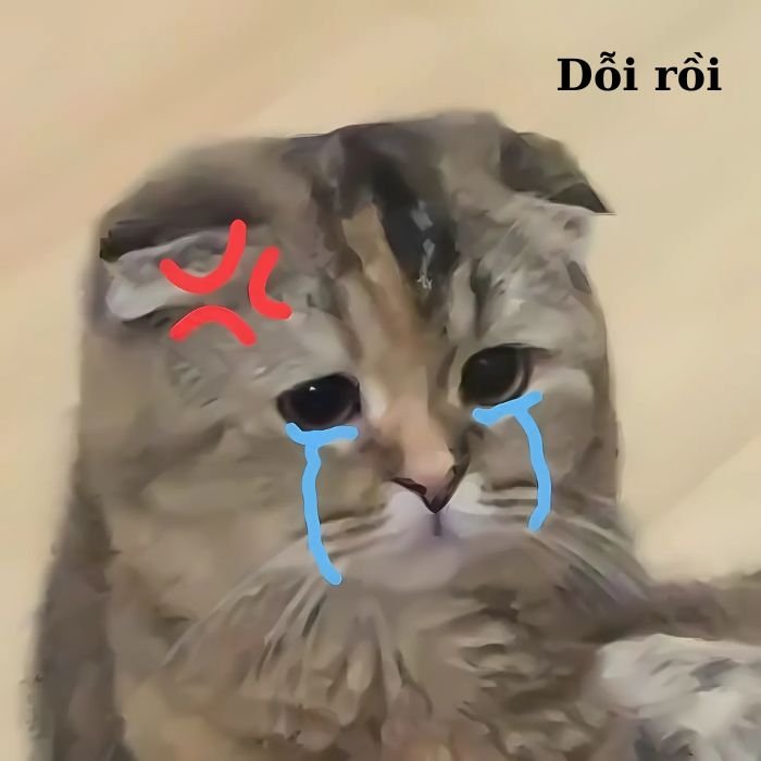 meme mèo khóc yêu nhất