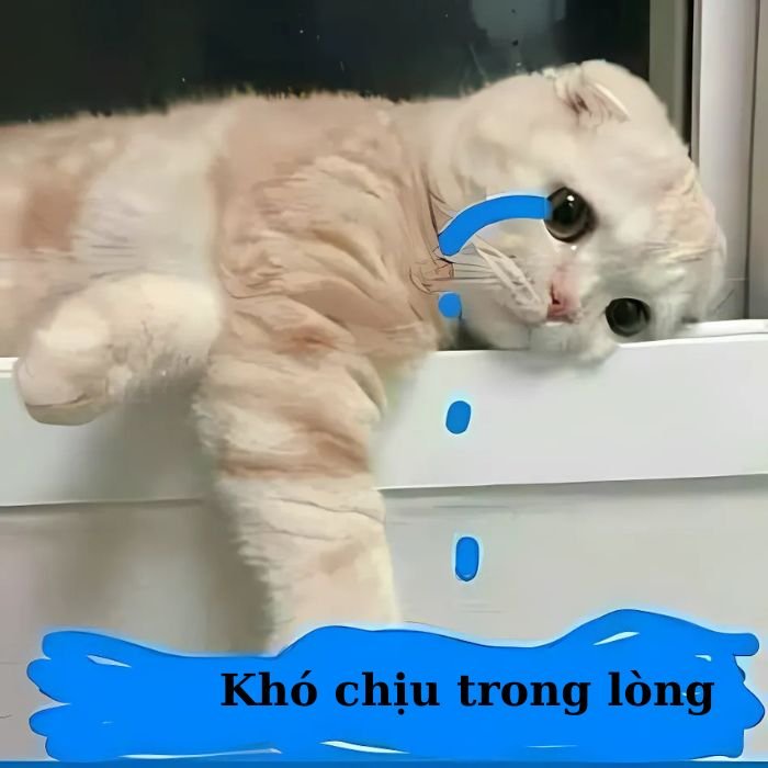 meme mèo khóc