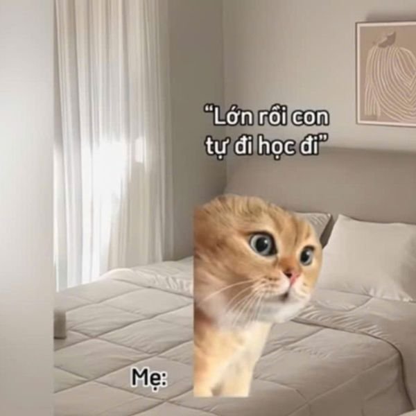 meme mèo mẹ