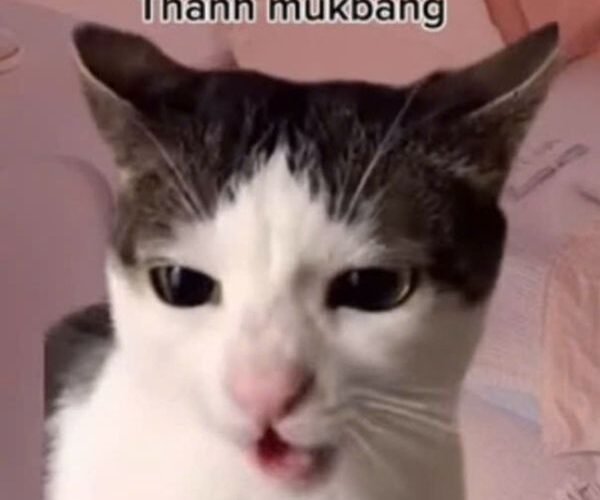 meme mèo múc bang