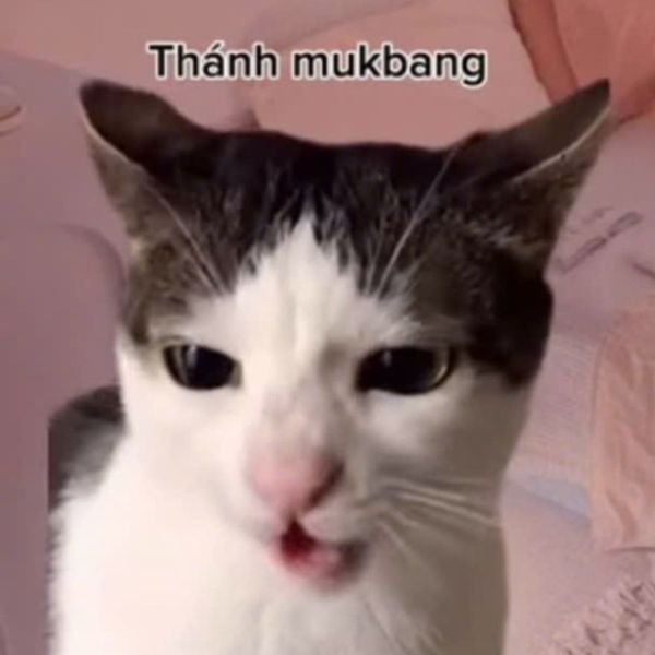 meme mèo múc bang