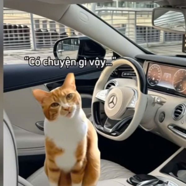 meme mèo ngơ ngác