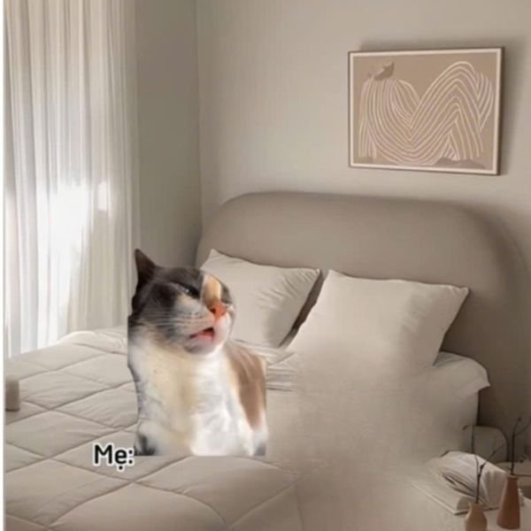 meme mèo ngu