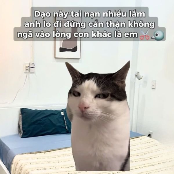 meme mèo tam tai