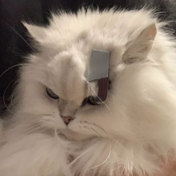 meme mèo trắng cầm dao