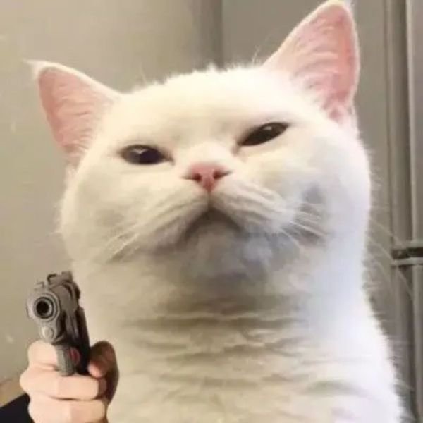 meme mèo trắng cầm súng