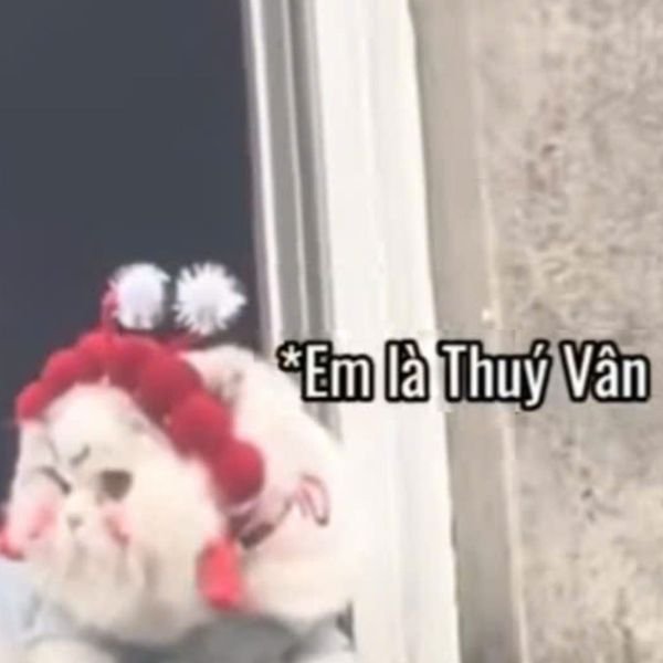 meme mèo trang điểm