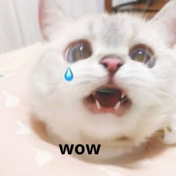 meme mèo wow