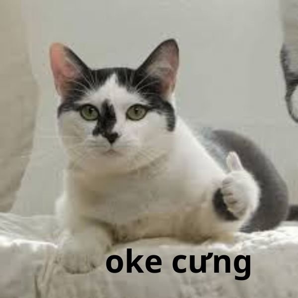 meme oke cưng
