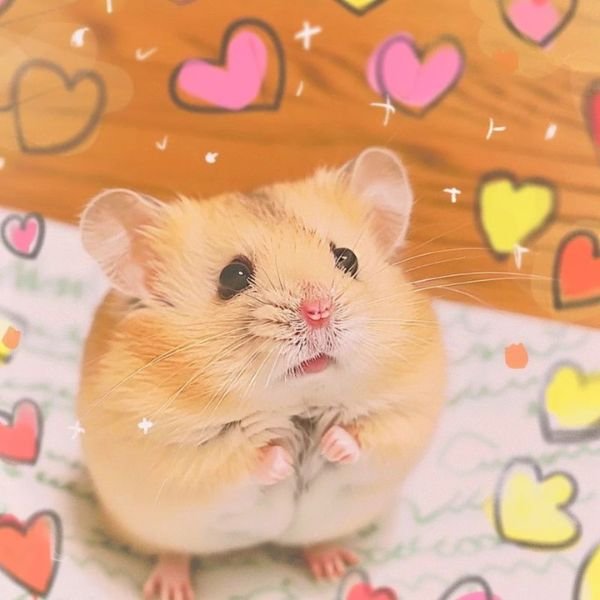 meme tình yêu chú chuột