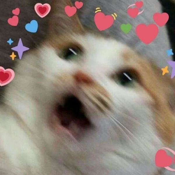 meme tình yêu cutee nhất