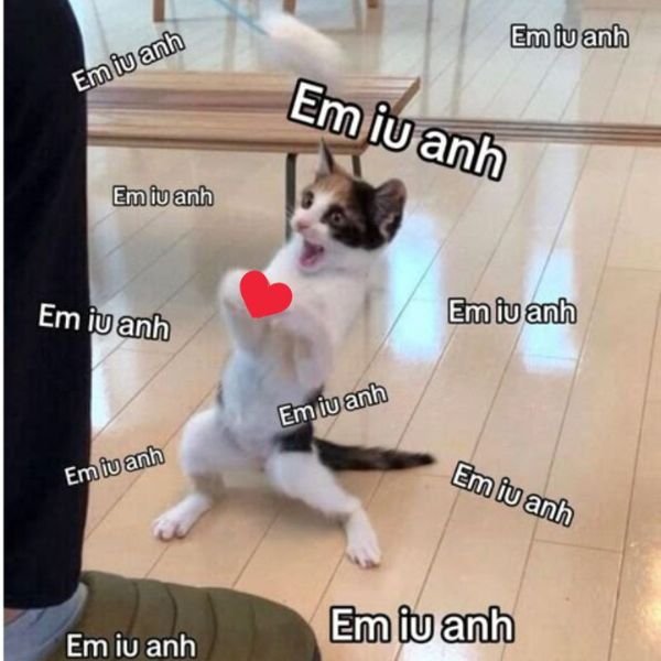 meme tình yêu em yêu