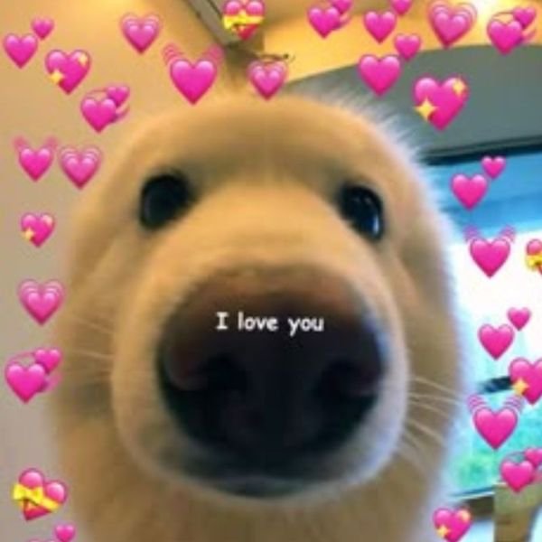 meme tình yêu love you