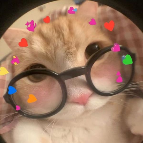 meme tình yêu mèo đeo kính