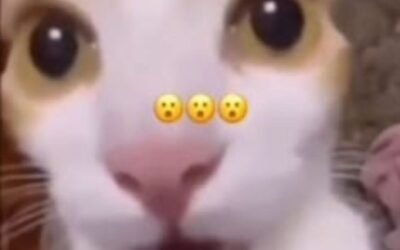 meme wow bất ngờ