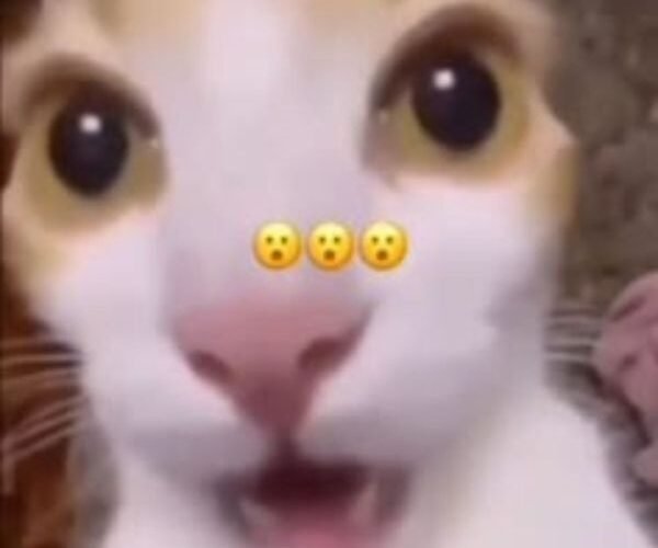 meme wow bất ngờ