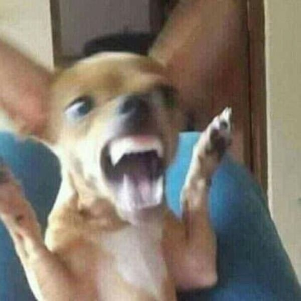 meme wow chó bất ngờ