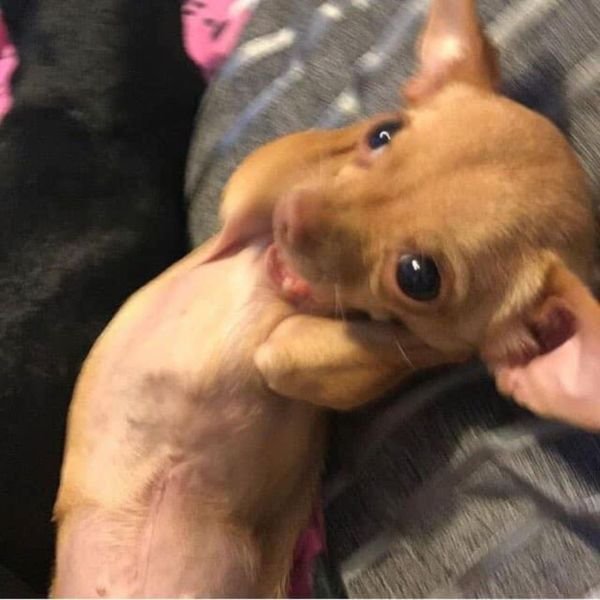 meme wow chó bịt tai