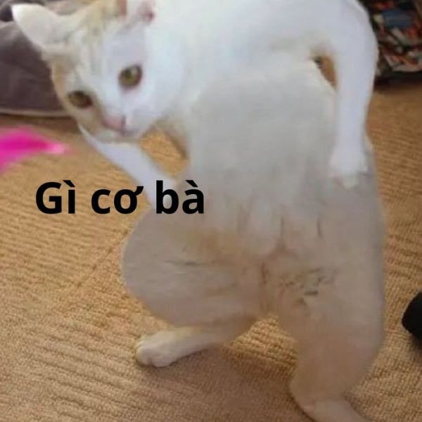 meme wow gì cơ bà