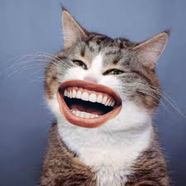 mememèo cười haha